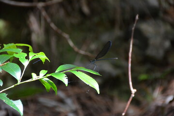 ハグロトンボ © apoptosis