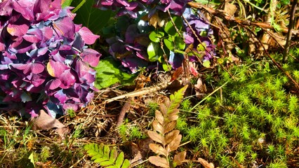 Colorful flowers and leaves on grass in the natural park.