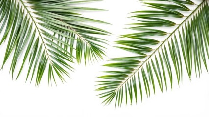 Naklejka premium Green palm branches arranged in a flat lay style on a white background, creating a tropical and airy aesthetic, plant, white background, minimalistic