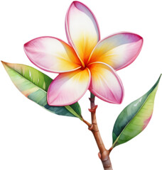 Fototapeta premium Stunning Plumeria rubra watercolor painting showing delicate tropical flowers in vibrant colors. 
