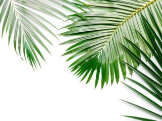 Obraz premium Minimalist summer composition with a white palm leaf on a clean white background, perfect for a fresh and modern summer concept, palm leaf, concept, design
