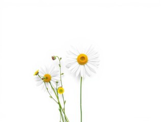 Minimalistic still life arrangement of chamomile daisy flowers on white background with copy space, floral, delicate, daisy