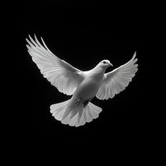 Fototapeta premium Soaring Symbol of Serenity: A White Dove in Flight Against a Black Canvas, Embodiment of Peace and Freedom