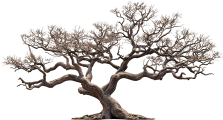 Leafless bonsai tree, intricate branch structure. Nature and art concept