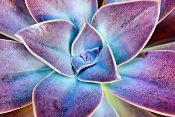 Close up of a beautiful succulent