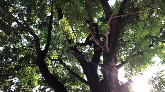 A big tree with tree braches are moving with the wind and sunlight