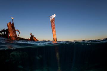 Naklejka premium The rusted remains of the Protector II shipwreck rise above the waves at Heron Island, Australia, offering a dramatic glimpse of nature reclaiming this historic vessel