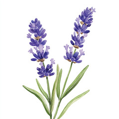 Obraz premium lilac flower watercolor clipart illustration isolated