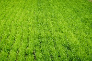 Fototapeta premium 【エコイメージ】夏の田舎の風景