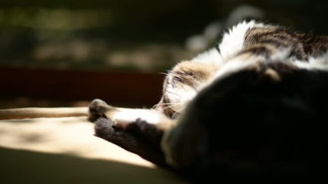 しっぽを振りながら木漏れ日の中で昼寝するキジ猫