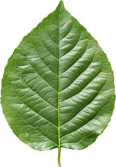 Obraz premium Close-up of a green leaf with detailed veins on transparent background, nature and environment concept