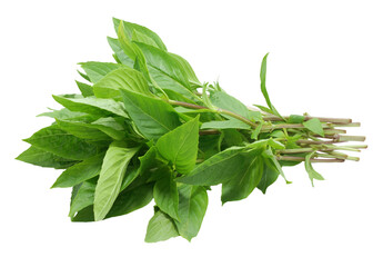 Obraz premium basil leaves (Ocimum basilicum) and flower isolated on white background