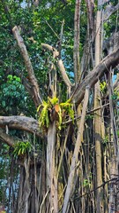 Obraz premium a banyan tree with many roots and leaves