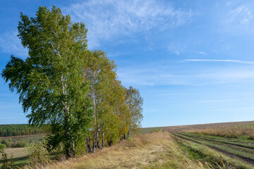 Obraz premium Field, trees, blue sky and clouds. Natural landscape.