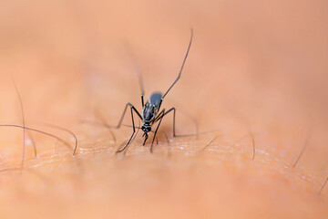 Close up a aedes aegypti mosquito