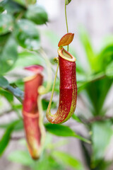 Nepenthes is a type of insectivorous plant