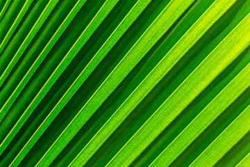 close up view of nice green coconut leaf