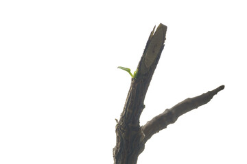Fototapeta premium first green leaf on a dry branch, the desire for life, rebirth,young green leaves
