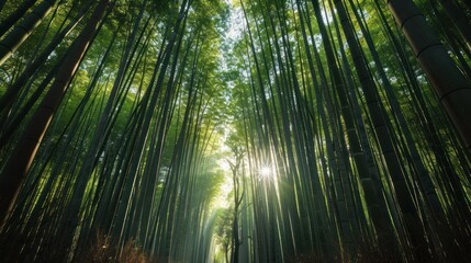 Fototapeta premium green bamboo forest view.