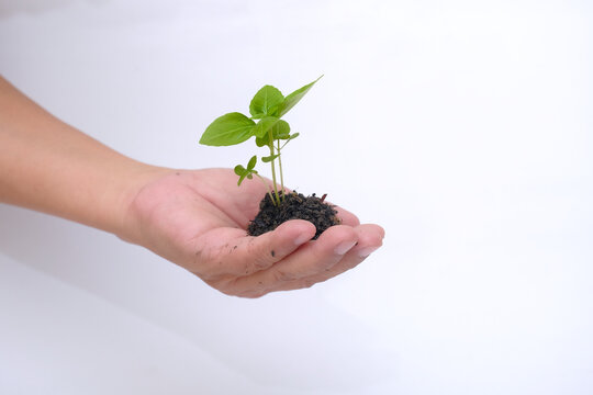 Close up shot of isolated hand bringing a new growing plant