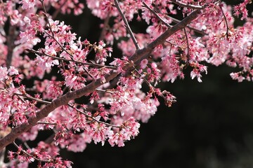 Obraz premium Cherry Blossoms in Full Bloom