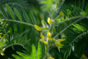 Astragalus close-up. Also called milk vetch, goat's-thorn or vine-like. Spring green background....
