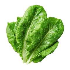 Fototapeta premium Fresh romaine lettuce, isolated on white background.