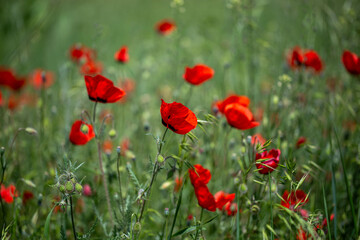 Fototapeta premium Red poppies. Blooming spring flowers. Poppy field. Natural landscape.