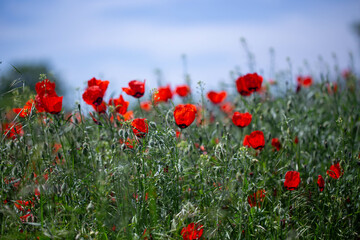 Red poppies. Blooming spring flowers. Poppy field. Natural landscape.