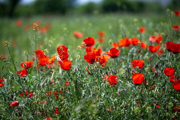 Obraz premium Red poppies. Blooming spring flowers. Poppy field. Natural landscape.