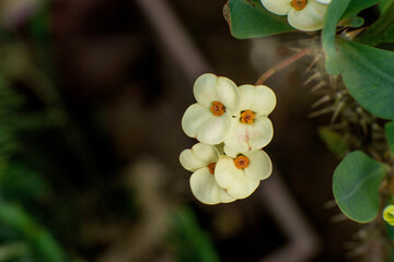 wild flowers in the garden
