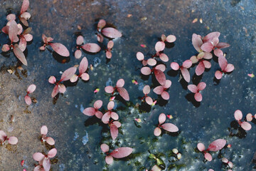 small plant on a waterfall side
