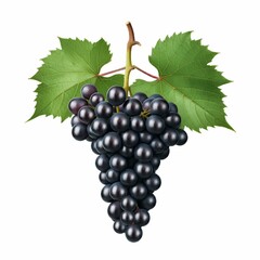 Fototapeta premium bunch of grapes