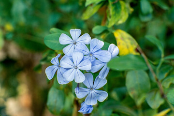 forget me not flowers