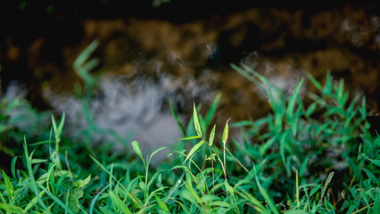 grass and water