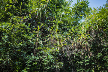 Nepenthes khasiana is a pitcher plant native to india. This endangered species is mostly seen in khasi hills of Meghalaya.