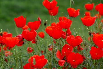 Obraz premium Red poppies. Blooming spring flowers. Poppy field. Natural landscape.