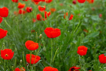 Obraz premium Red poppies. Blooming spring flowers. Poppy field. Natural landscape.