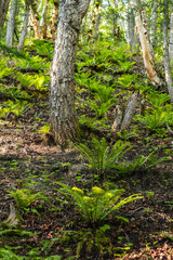 Jungle ferns growing on slopes of hills under shade of big trees 