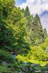 Fototapeta premium Himalayan pine forest with snow capped mountains in distance.