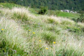 Beautiful alpine grassland or meadow covered with Lush green grass and small yellow flowers on...