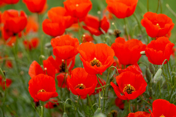 Obraz premium Red poppies. Blooming spring flowers. Poppy field. Natural landscape.