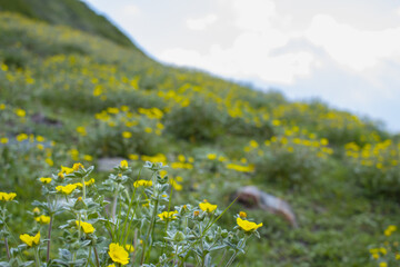 Beautiful alpine grassland or meadow covered with Lush green grass and small yellow flowers on...