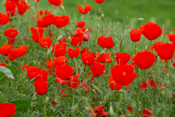Fototapeta premium Red poppies. Blooming spring flowers. Poppy field. Natural landscape.