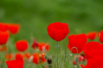 Naklejka premium Red poppies. Blooming spring flowers. Poppy field. Natural landscape.
