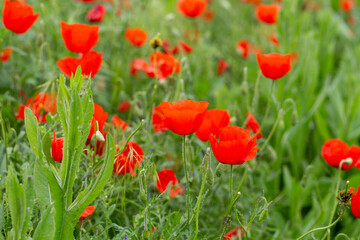 Obraz premium Red poppies. Blooming spring flowers. Poppy field. Natural landscape.