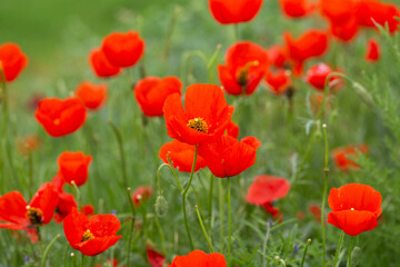 Obraz premium Red poppies. Blooming spring flowers. Poppy field. Natural landscape.