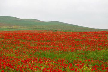 Obraz premium Red poppies. Blooming spring flowers. Poppy field. Natural landscape.