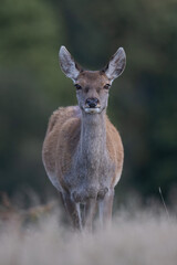 Red Deer Calf (Cervus elaphus)