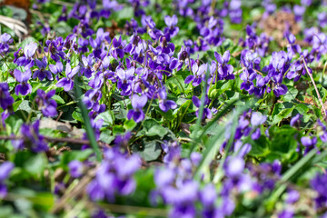 Obraz premium Spring flowers. Violet violets flowers bloom in the spring forest. Viola odorata.